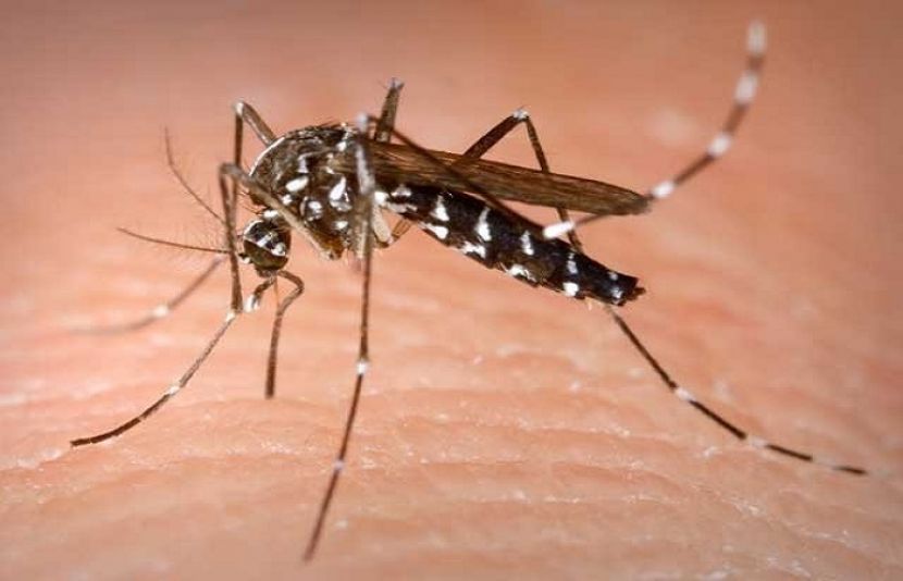 مچھر اپنے پروں کی مدد سے بھنبھناتے ہیں اور یہ آواز ان کے تولیدی عمل میں اہم کردار ادا کرتی ہے