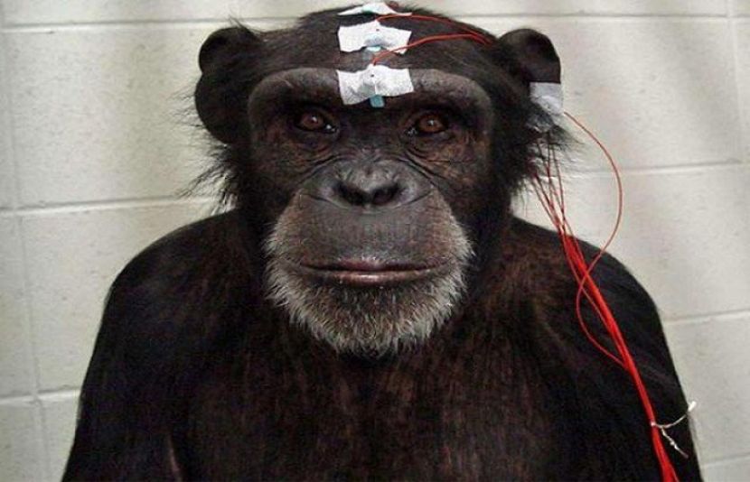 سائنس دانوں نے بندر کے دماغ میں معلومات براہ راست داخل کرنے کا کامیاب تجربہ کیا ہے