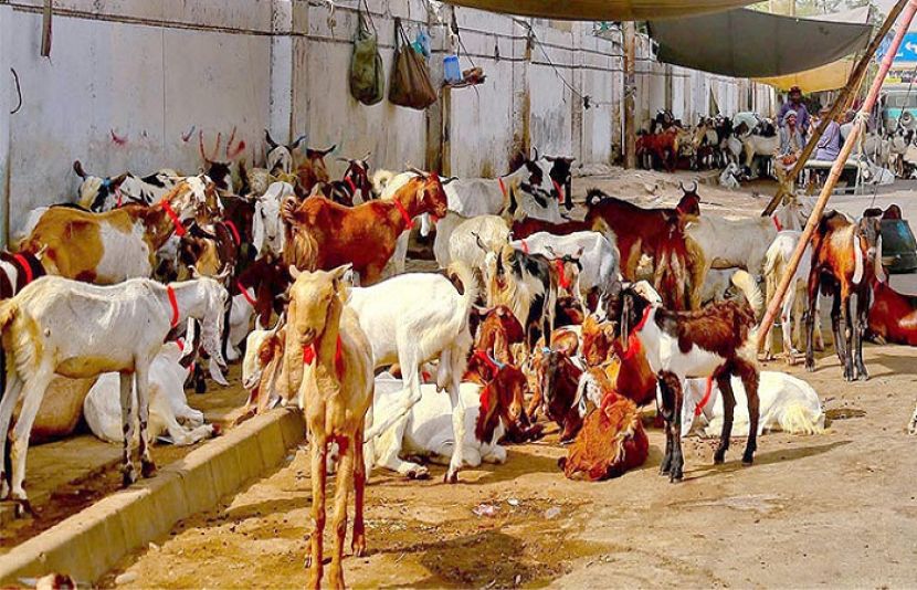کراچی مویشی منڈی والوں کو  ریلیف مل گیا، اوقات کار بڑھا دیے گئے
