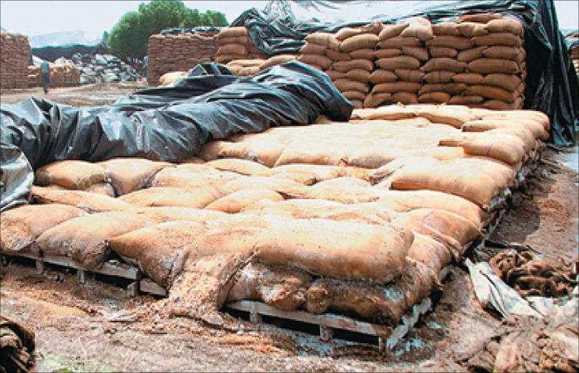 محکمہ خوراک کی لاپرواہی سے گوداموں میں پڑی ہزاروں من گندم خراب