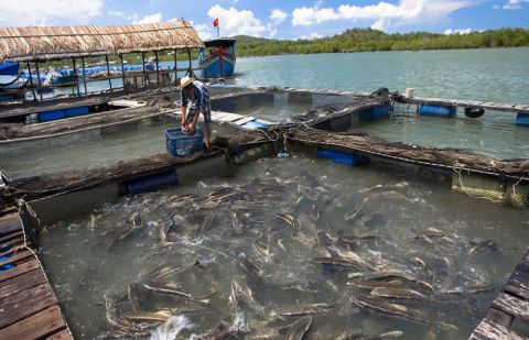 ہزاروں مچھلیوں کی دیکھ بھال کرنے والا ویتنامی شہری
