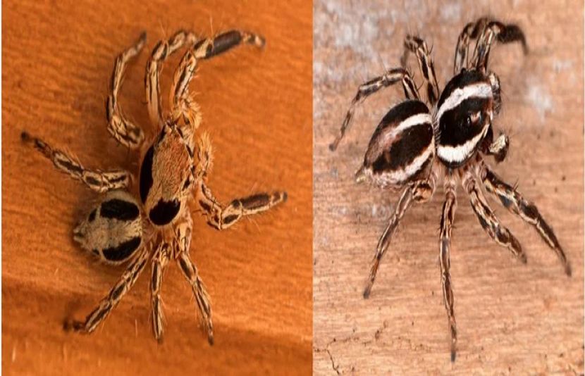 مکڑی کی نئی اقسام