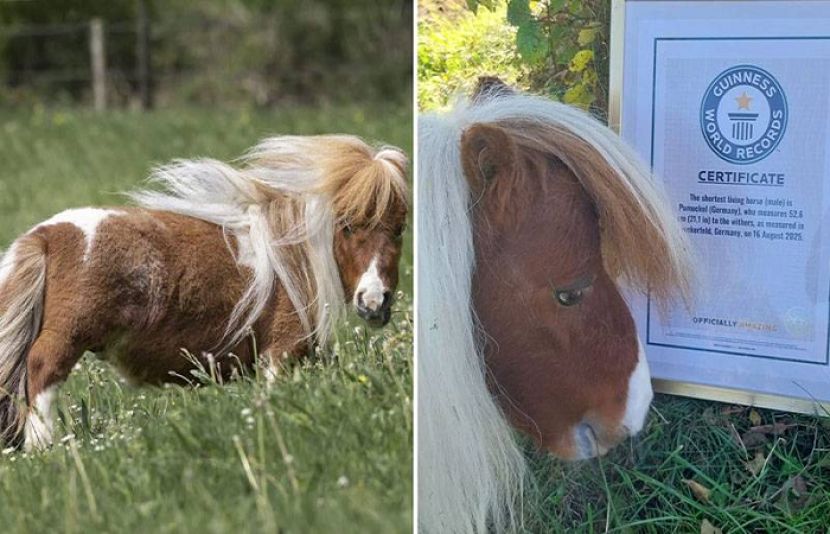 دنیا کا سب سے چھوٹا گھوڑا ’’پیومکل‘