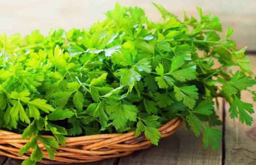 دھنیے کا استعمال انسانی صحت کیلئے انتہائی اہمیت کا حامل، نئی تحقیق