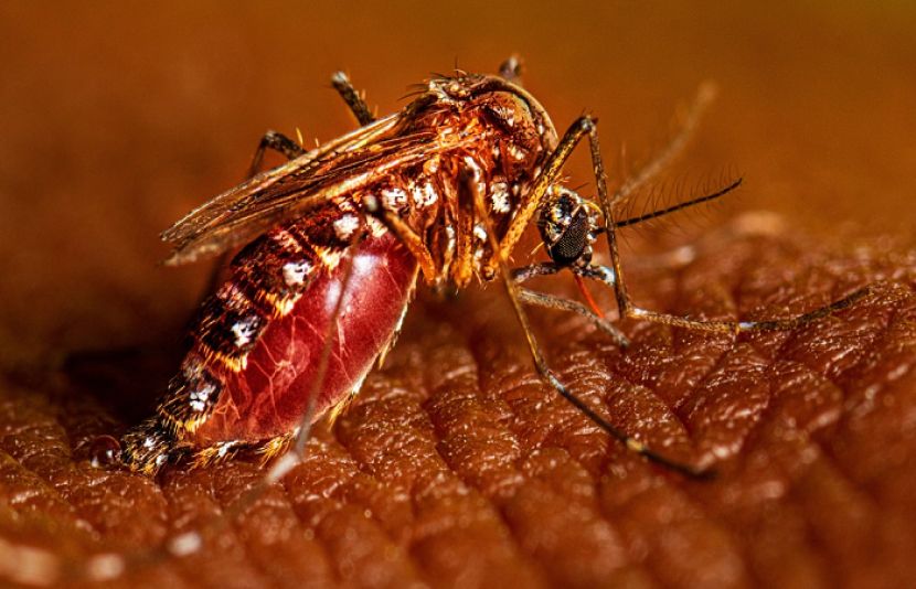 لاہور میں ڈینگی وائرس میں حیران کن اضافہ