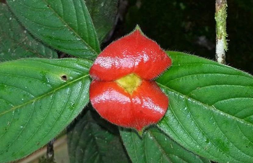 انسانی ہونٹوں کی مشابہت رکھنے والا نیا پودا سامنے آگیا 