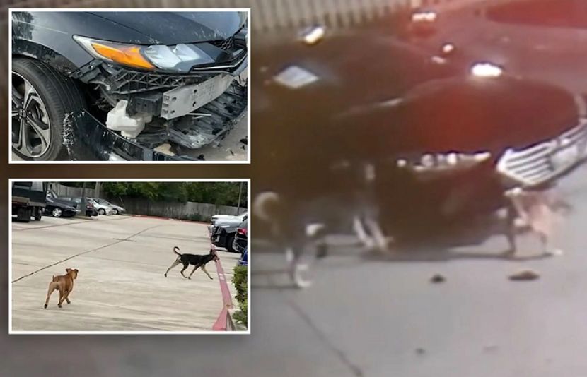 آوارہ کتوں نے لاکھوں ڈالرز کی گاڑیوں کو برباد کر دیا