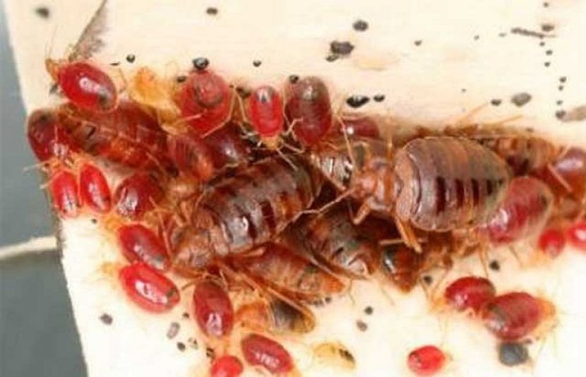 گھر میں کھٹملوں کا مسئلہ اس منفرد اور کم خرچ گھریلو دوا سے بہ آسانی حل کیا جاسکتا ہے