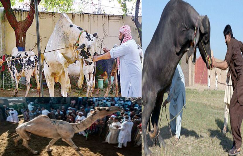 عیدالاضحیٰ کے دوسرے روز بھی جانوروں کی قربانی کا سلسلہ جاری
