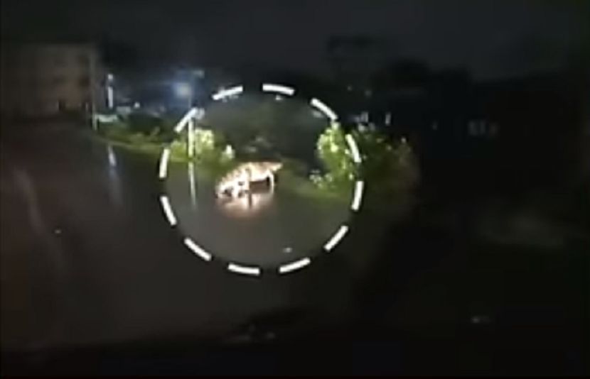 بھارتی ریاست تامل ناڈو میں طوفانی بارش کے ساتھ مگرمچھ سڑک پر آگیا جس کی ویڈیو سوشل میڈیا پر وائرل ہوگئی۔