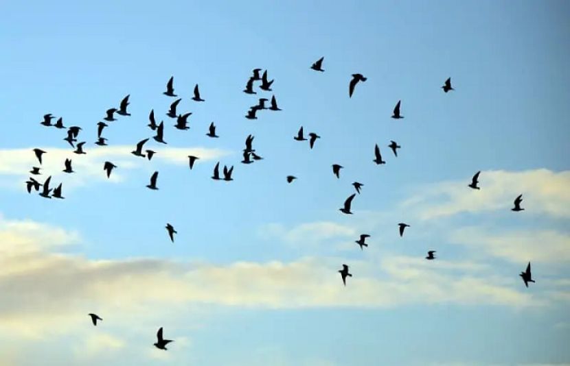 دنیا کے ذہین ترین پرندے کونسے ہیں؟