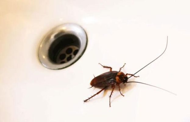 سردیوں میں کاکروچز کے حملے اکثر بڑھ جاتے ہیں