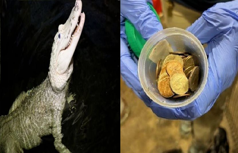 امریکا کے ایک چڑیا گھر میں موجود مگرمچھ کے پیٹ کا آپریشن کر کے 70 سکے باہر نکال لیے گئے۔