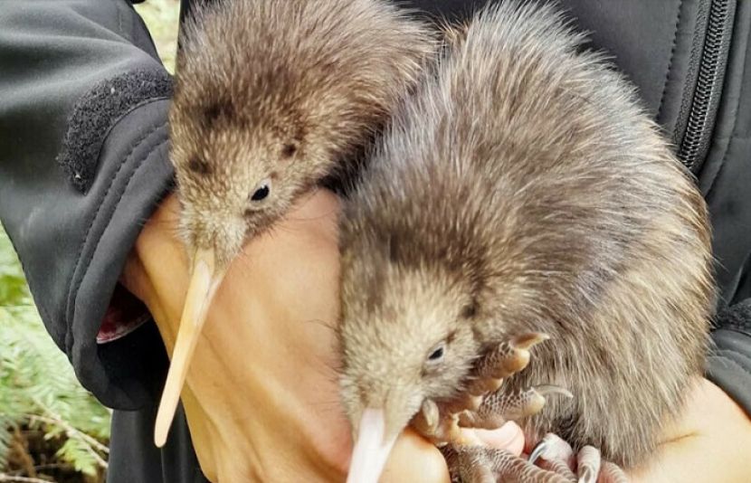 نیوزی لینڈ کے دارالحکومت میں 150 سال بعد کیوی کے ہاں بچوں کی پیدائش ہوئی ہے