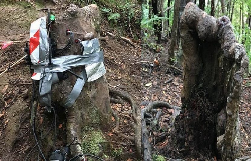 دنیا کا عجوبہ درخت