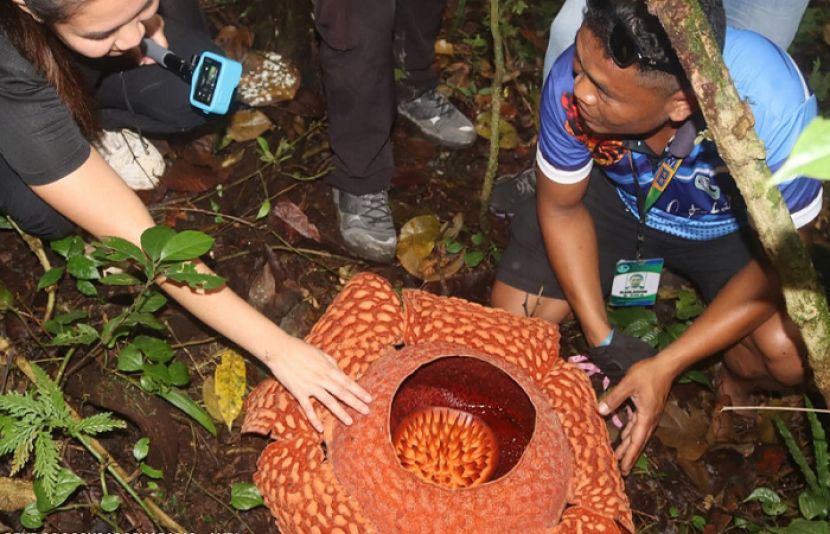 سائنسدان بھی حیران! فلپائن میں نایاب خوشبودار پھول دریافت