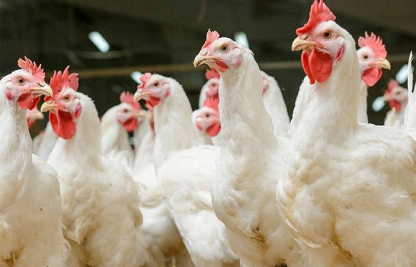 سبزی اور پھل کے بعد اب مرغی کے گوشت کی قیمتوں میں بھی اضافہ دیکھنے میں آیا ہے