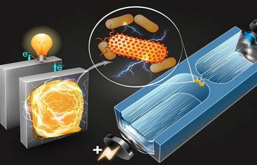  بیکٹیریا سے بجلی بنانے والی بیٹری