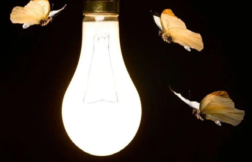 پروانے روشنی کی جانب کیوں گھومتے ہیں؟ سائنسدانوں نے وجہ جان لی