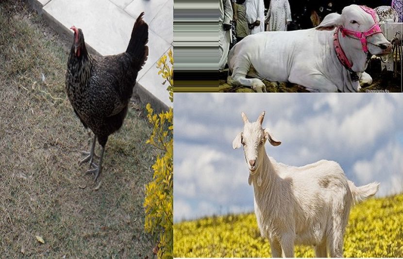 ’’مرغی، گائے، بکریاں پال پروگرام‘‘ نئے مالی سال کے آغاز جولائی سے شروع کیے جا رہے ہیں