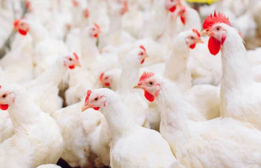 برائلر گوشت کی قیمتوں میں ایک ہی روز کے دوران 20 روپے فی کلو کا اضافہ ریکارڈ