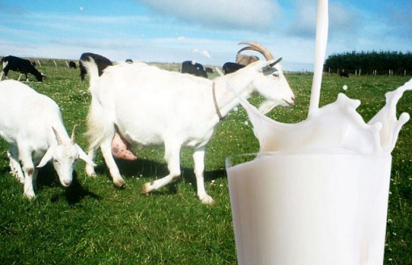 بکری کا دودھ گائے کے دودھ سے زیادہ فائدہ مند، حالیہ تحقیق