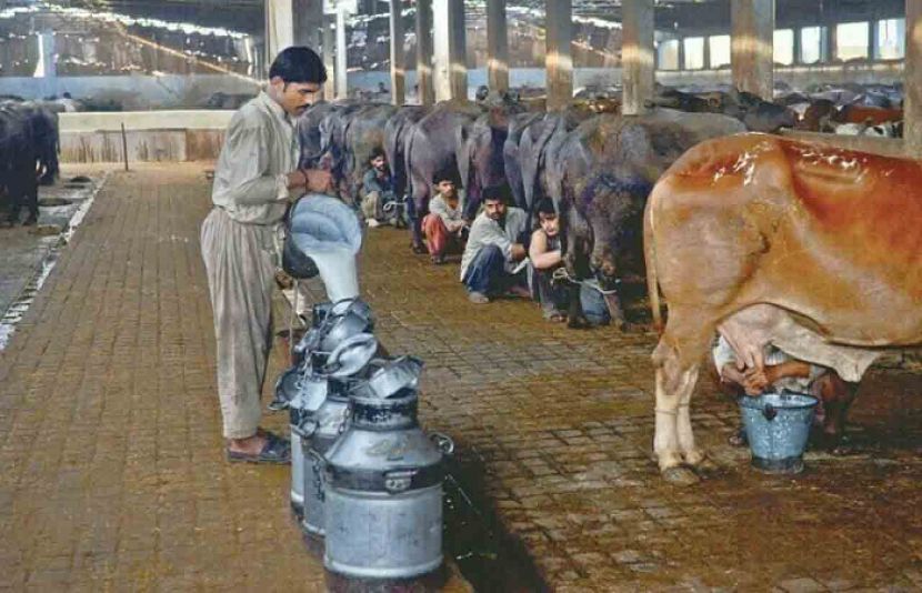 کراچی میں ڈیری فارمرز نے دودھ کی قیمت میں فوری طور پر 50 روپے فی کلو اضافہ کرنے کا مطالبہ کیا ہے