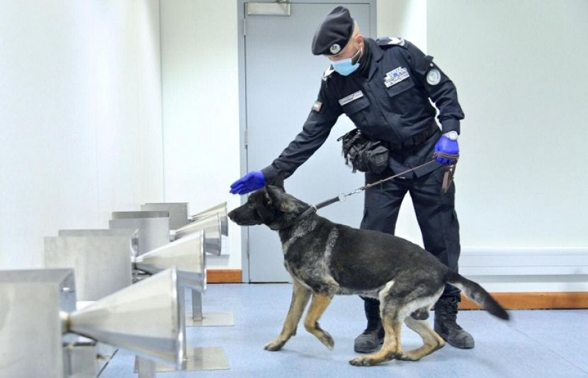متحدہ عرب امارات میں جاسوس کتوں کو کورونا وائرس سے متاثرہ افراد کا پتہ لگانے کی تربیت دے دی گئی ہے