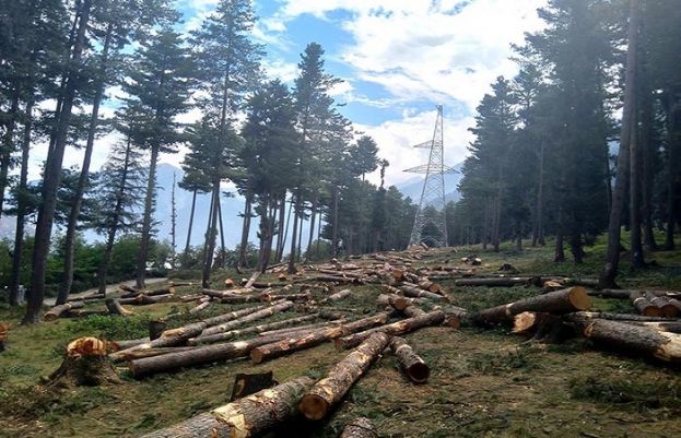 گلگت بلتستان میں جنگلات کی کٹائی تشویشناک حد تک بڑھ گئی