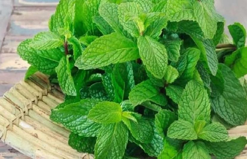 پودینے میں موجود مرکبات جسم کے موسمی الرجی کے ردعمل میں کمی لاتے ہیں