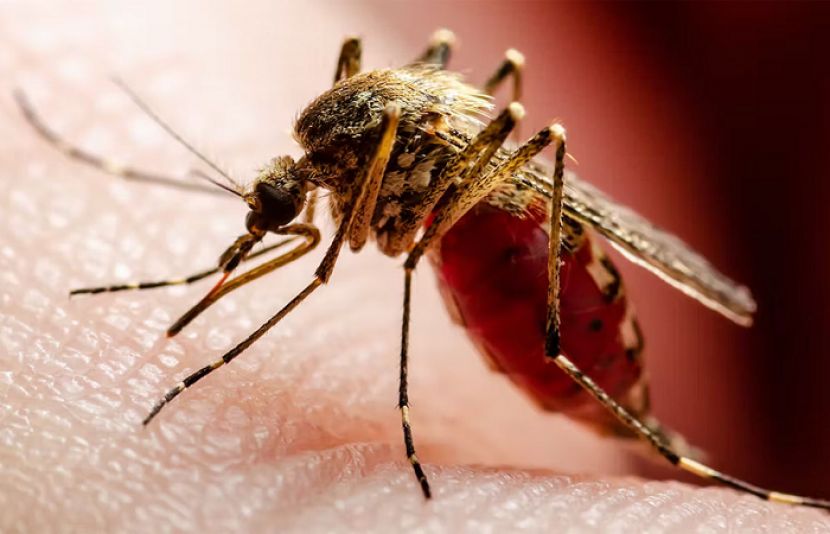 کچھ لوگوں کو مچھرزیادہ کیوں کاٹتے ہیں؟ جانیے سائنسی وجوہات