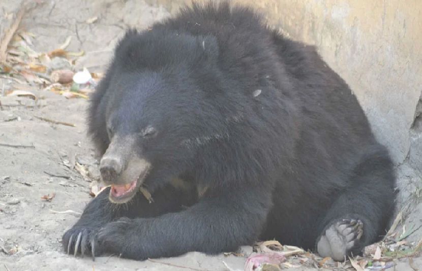 نایاب نسل کا بلوچستانی ریچھ