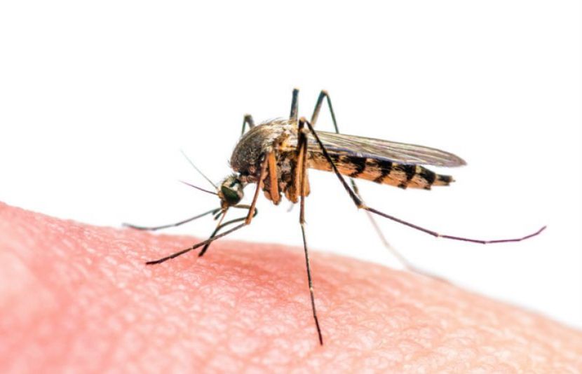 کیا آپ جانتے ہیں کہ بعض افراد کو مچھر زیادہ کیوں کاٹتے ہیں؟