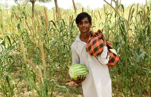 صحرائے تھر میں فصلیں تباہ ہونے کی وجہ کیا بنی جانیے اس خبر میں