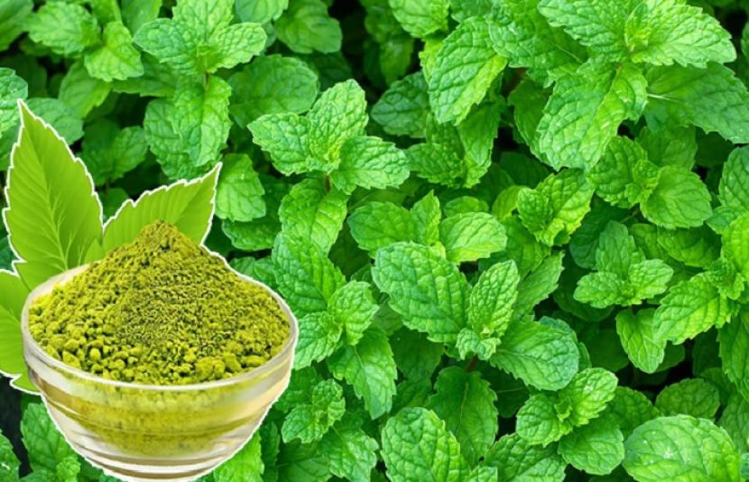 پودینے کی ہریالی آنکھوں کو جتنی بھلی لگتی ہے اس کی تیز خوشبو بھی مثبت اثر مرتب کرتی ہے