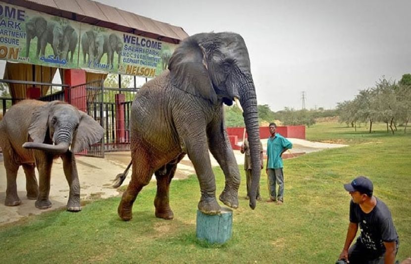 کراچی میں قائم سفاری پارک میں موجود ہتھنی سونیا مرگئی