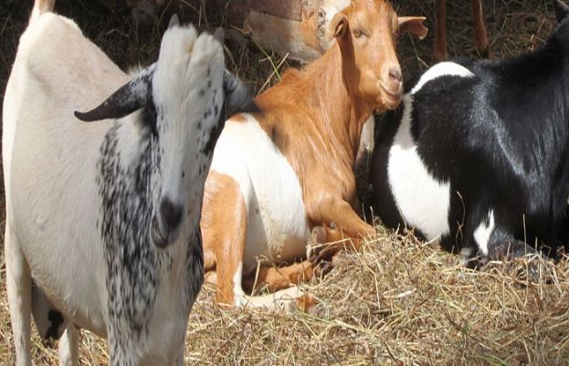 وفاقی حکومت نے عید الاضحیٰ پر 3 چھٹیوں کا اعلان