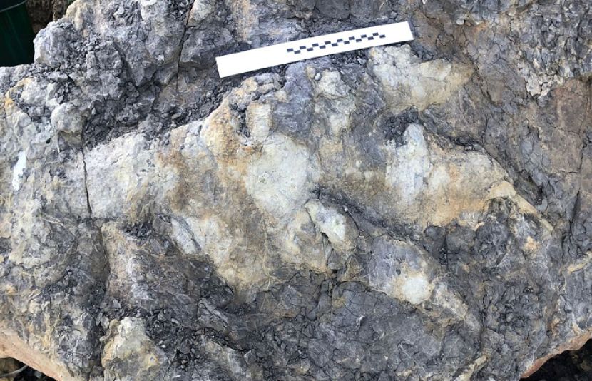 ڈائنا سور کے 16 کروڑ سال پرانے پیروں کے نشان دریافت