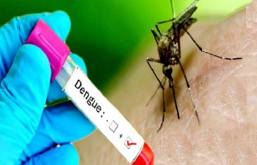 صوابی میں ڈینگی