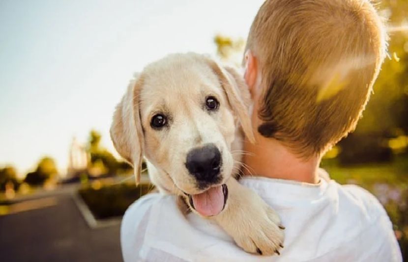 پالتو جانور رکھنے والے افراد اب اپنے برج کی مناسبت سے پالتو جانور کے متعلق جان سکتے ہیں