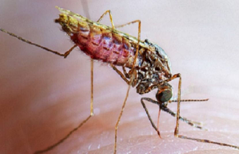 سندھ بھر میں بارشوں کے بعد ملیریا کے کیسز میں اضافہ دیکھنے میں آیا ہے۔