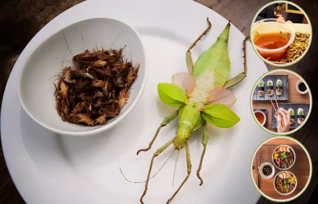 مستقبل میں انسان کیڑے کھائیں گے؟