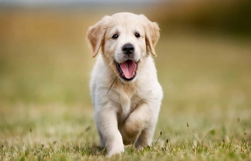 کتوں سے ہزاروں برس قبل انسان بھیڑیوں کو پالا کرتے تھے