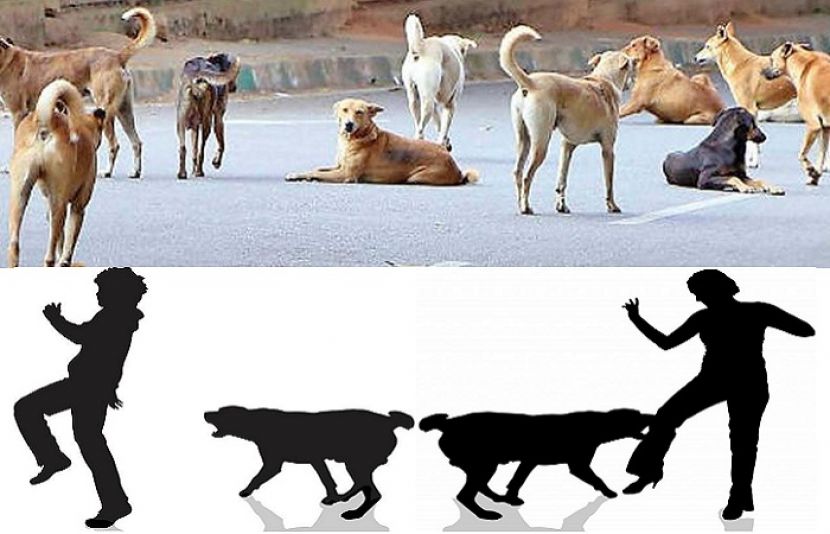 وزیراعلیٰ پنجاب کا کتے کے کاٹنے پر نوٹس