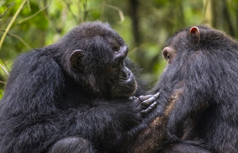 جنگلوں میں پائی جانے والے بہت سے جانور کو کسی درندے کے حملے یا دیگر وجوہات کی بنا پر زخمی ہوجاتے ہیں قدرت نے ان کیلیے بھی علاج کا انتظام کر رکھا ہے لیکن یہ جانور اپنے زخموں کا علاج کیسے کرتے ہیں۔