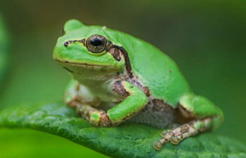 طب کی دنیا میں حیران کن انقلاب، مینڈک میں کینسرکے خاتمے کا علاج دریافت