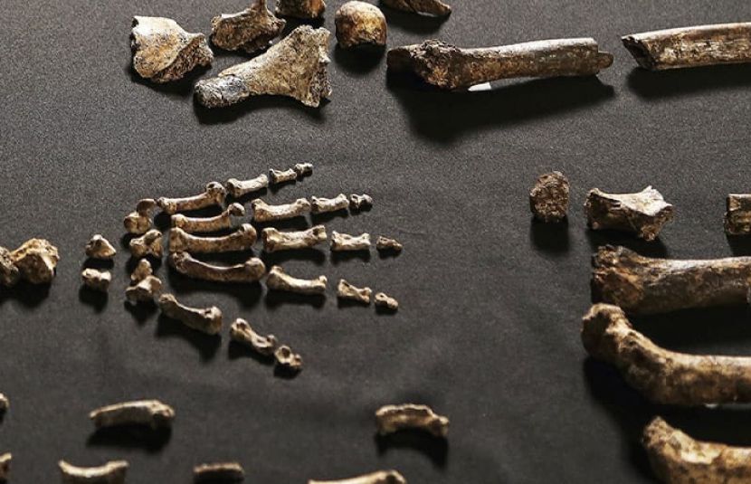 قدیم انسان اپنے آبا کی ہڈیوں سے اوزار بناتے تھے