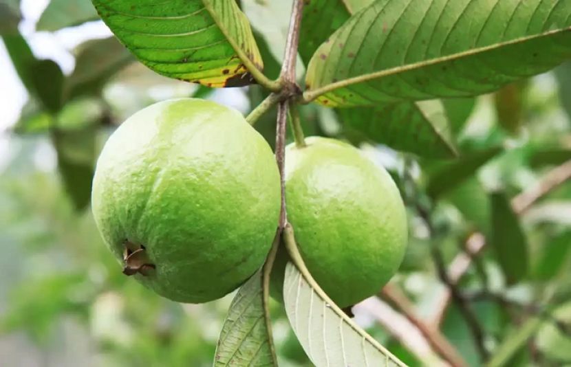 امرود کے پتے خون کی شوگر کو متوازن رکھتے ہیں۔