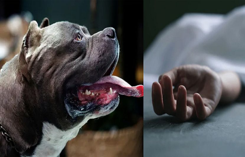 طالبہ اپنے ہی کتوں کی درندگی کا شکار