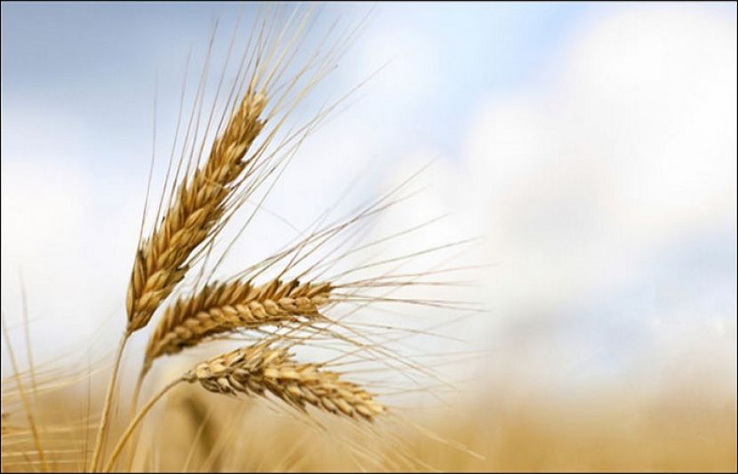 غذائی قلت کو پورا کرنے کے لیے نئی اقسام کی دھاتی گندم پر کام شروع 